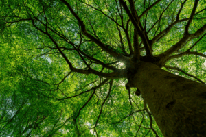 The European Parliament passes incredible bill that criminalizes ecosystem destruction | The Optimist Daily
