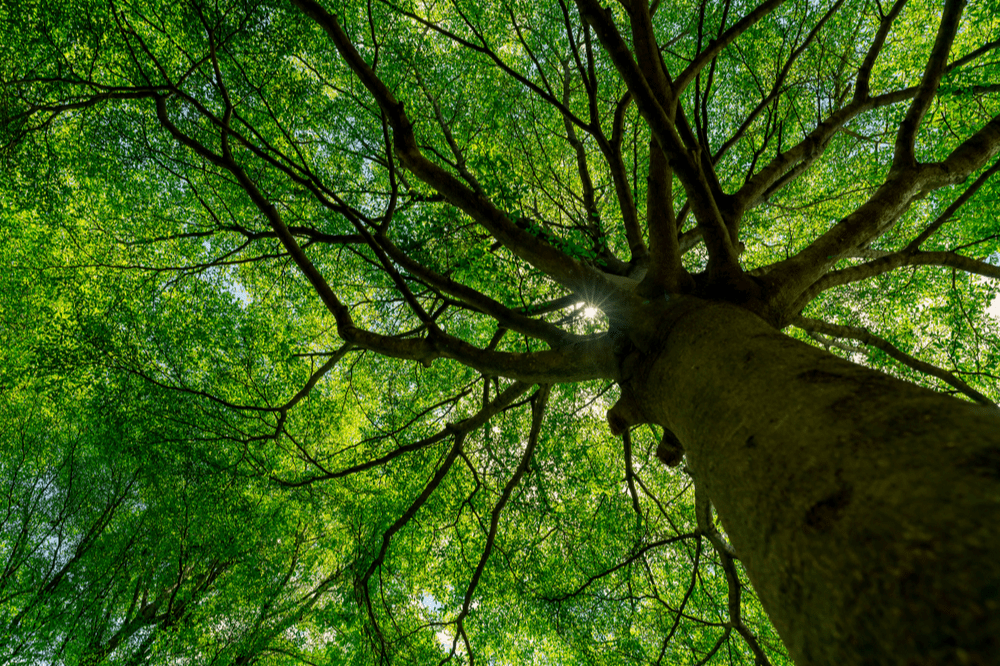 The European Parliament passes incredible bill that criminalizes ecosystem destruction | The Optimist Daily