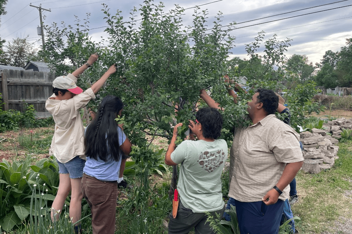 Denver’s Food Forests Bear Fruit, for the City and Environment | Civil Eats