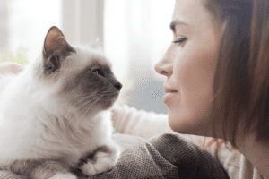 Want to bond with your cat? Science says you just need to blink | The Optimist Daily