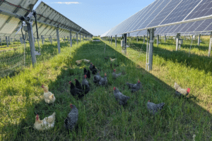 As Federal Support Slips, Is Community Agrivoltaics the Future? | Civil Eats