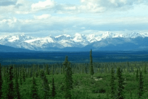 Opinion | How You Can Help Save Boreal Forests in 2026 | Common Dreams