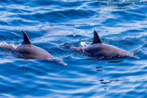 EU to reinstate Bay of Biscay fishing ban in 2026 after dolphin deaths decline | The Optimist Daily