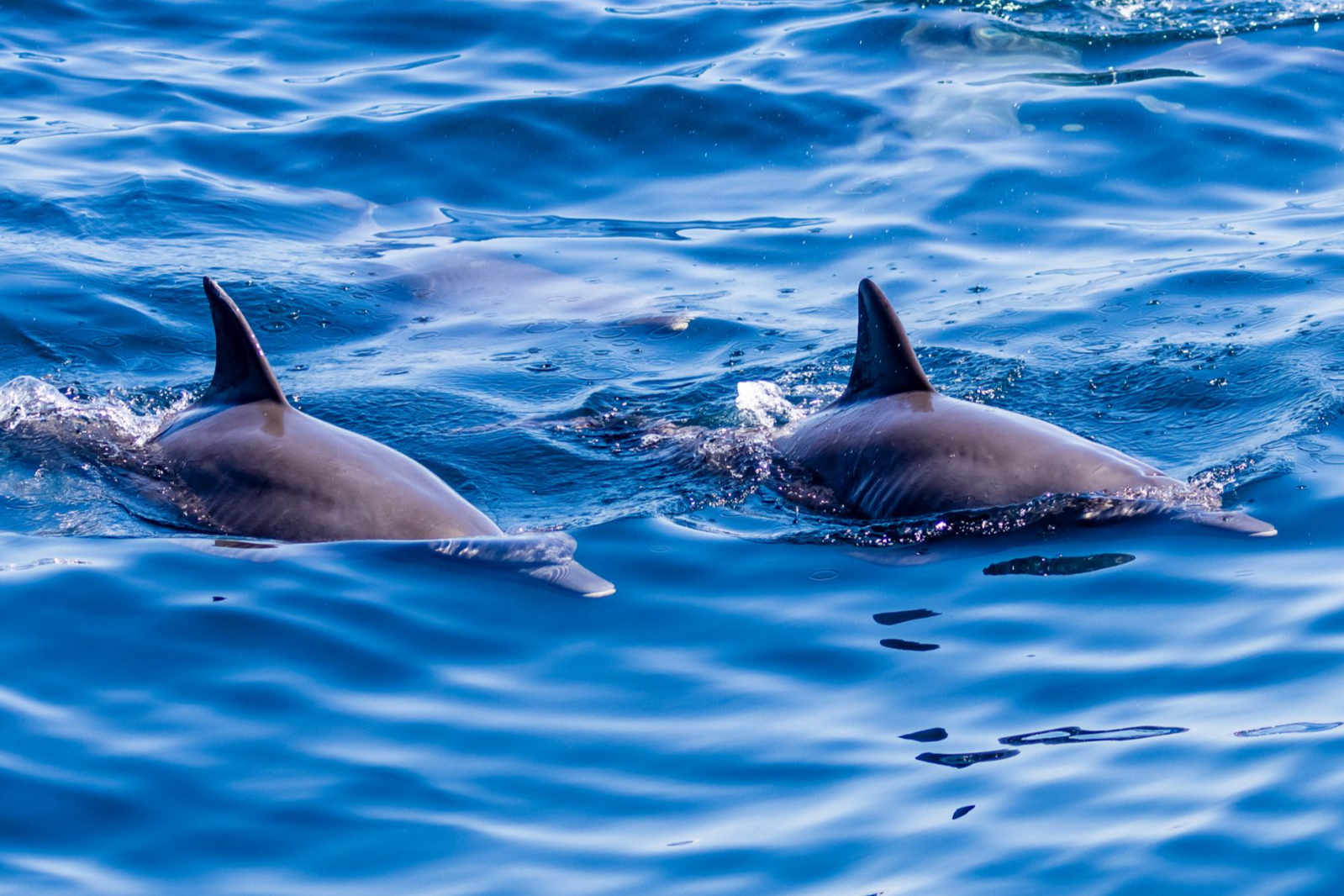 EU to reinstate Bay of Biscay fishing ban in 2026 after dolphin deaths decline | The Optimist Daily