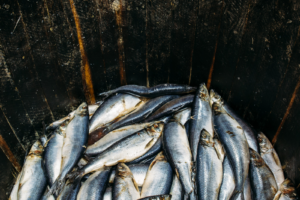 World Trade Organization launches first global agreement to curb overfishing | The Optimist Daily