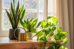 Houseplants proven to eliminate surprising quantity of carcinogenic toxins | The Optimist Daily