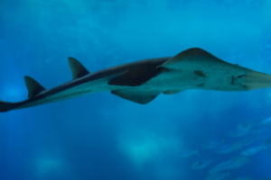 Global agreement boosts protection for 70 endangered shark and ray species | The Optimist Daily