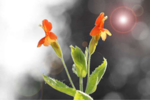 Can evolution keep up with climate change? This flower offers hope.