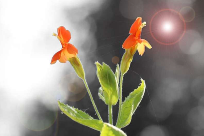 Can evolution keep up with climate change? This flower offers hope.