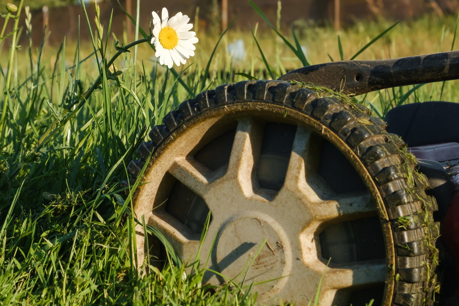 Is No Mow May helping bees or just overgrown hype? Here’s what the experts say | The Optimist Daily