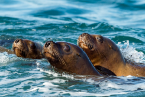 Sea lion film crew helps with ocean floor mapping and species conservation | The Optimist Daily