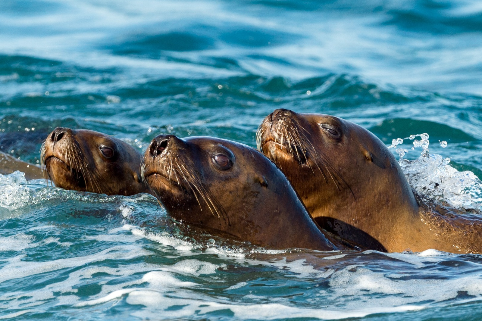 Sea lion film crew helps with ocean floor mapping and species conservation | The Optimist Daily
