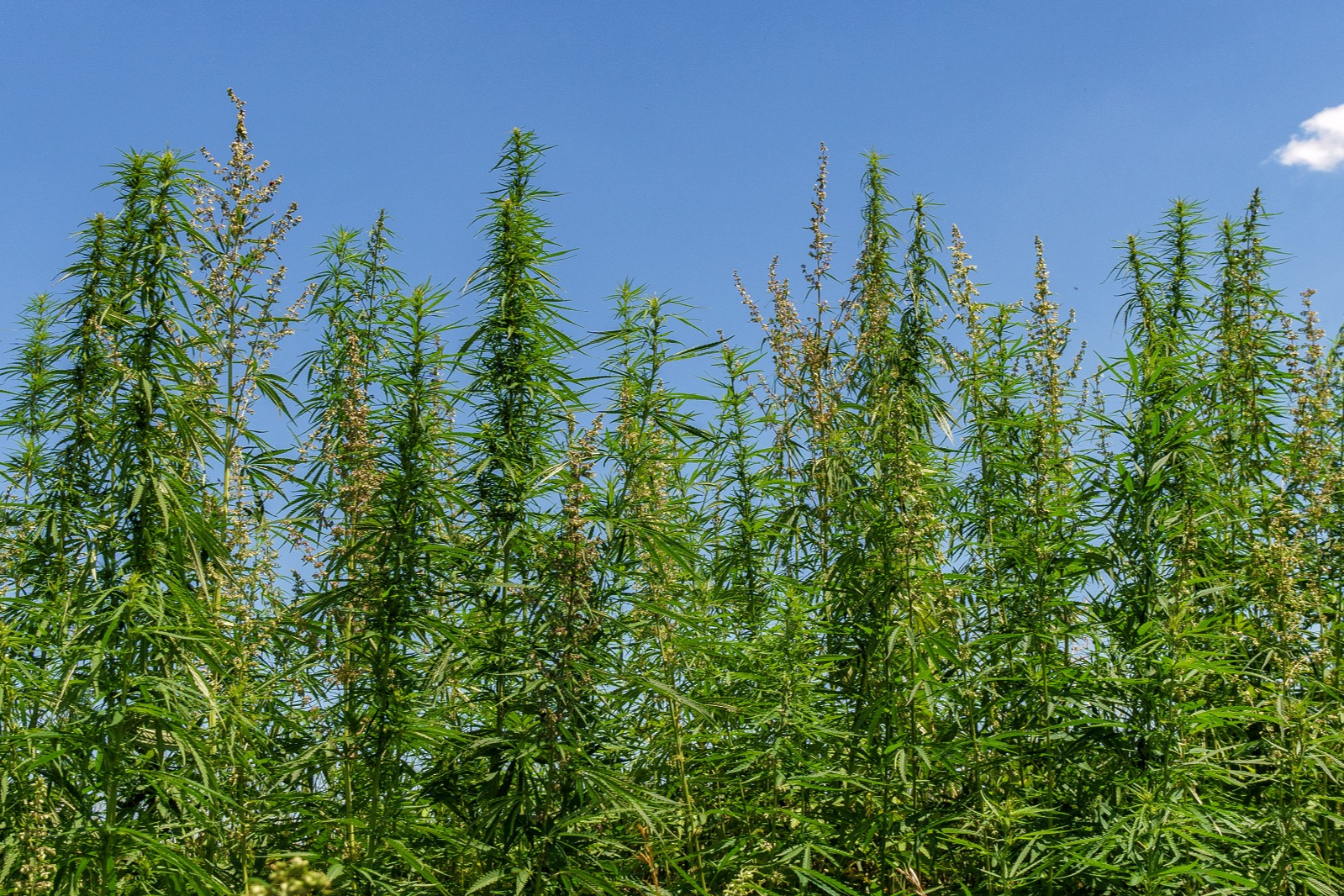 How switching out timber for hemp can revamp sustainable low-carbon construction | The Optimist Daily