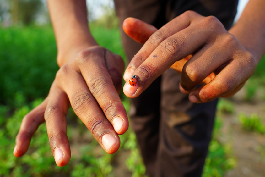 Embrace the buzz by attracting beneficial bugs to your garden | The Optimist Daily