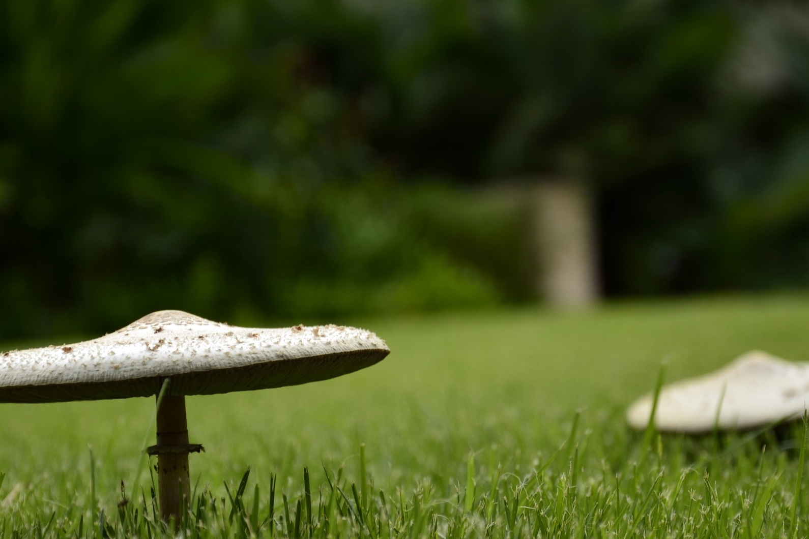 Do you have mushrooms on your lawn? Here’s why that’s a good thing | The Optimist Daily