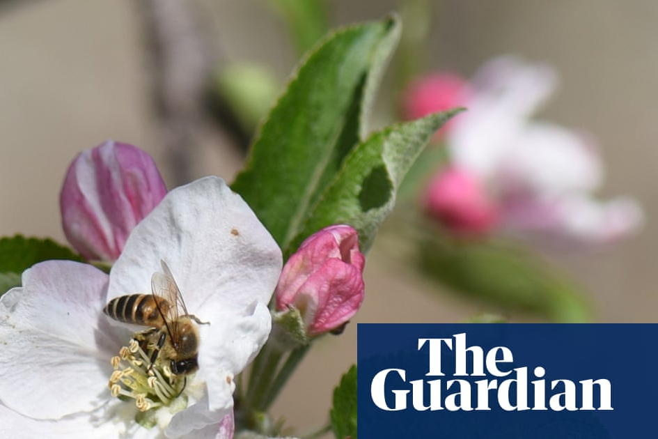 Pollinators in peril: scientists reveal the hidden human health costs of the world’s disappearing bees | Bees | The Guardian
