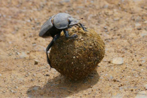 What happens to the small things when the big things disappear?