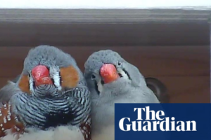 A little bird told her: scientist wins $100,000 prize for decoding birdsong | The Guardian