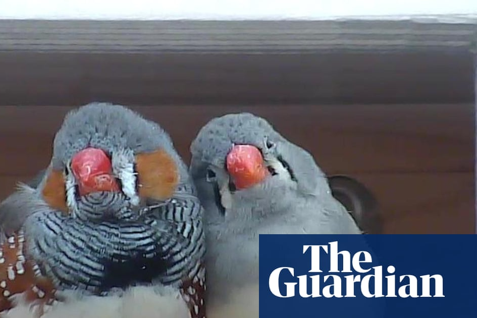 A little bird told her: scientist wins $100,000 prize for decoding birdsong | The Guardian