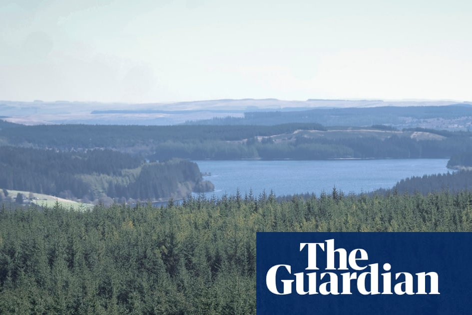 How England’s largest forest went from commodity to conservation haven | The Guardian