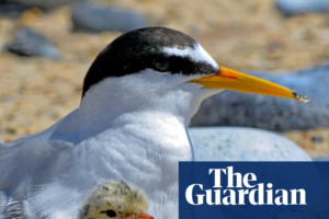 Big gains for little terns: how Lindisfarne reserve is helping a rare bird survive tourism | The Guardian