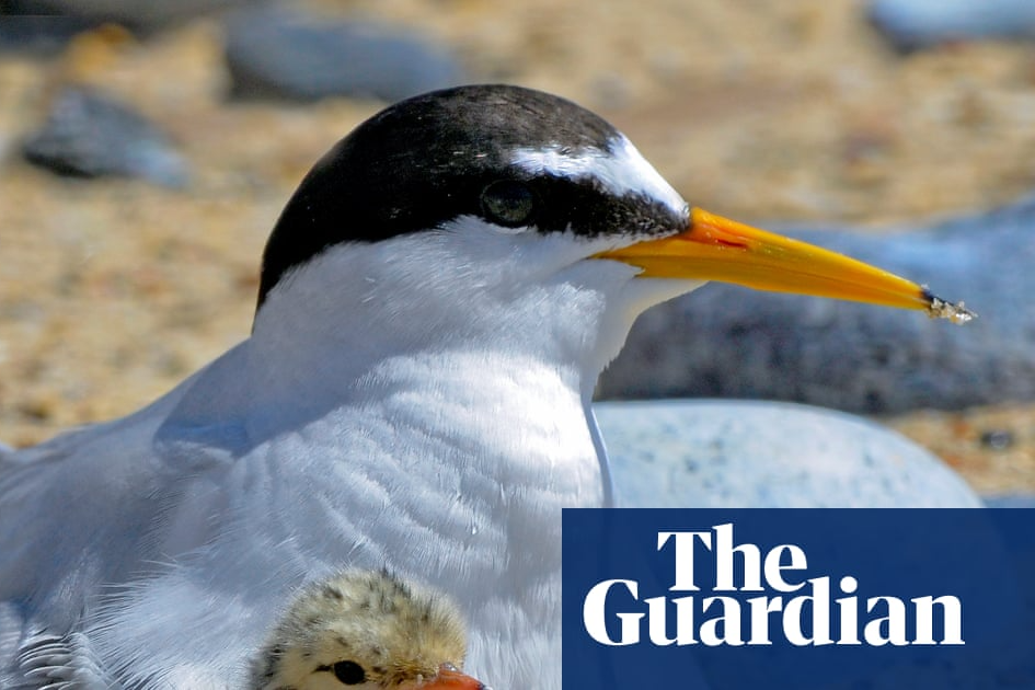 Big gains for little terns: how Lindisfarne reserve is helping a rare bird survive tourism | The Guardian