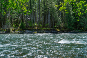 How environmental DNA turned river water into a global wildlife census | The Optimist Daily
