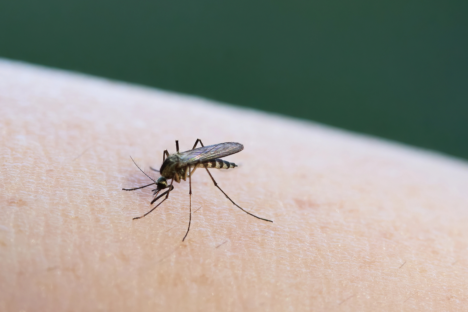 The skin compound that makes some more delicious to mosquitoes than others | The Optimist Daily