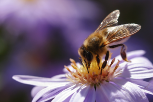How pollinator pathways are turning city alleys into thriving insect havens | The Optimist Daily
