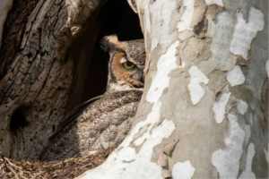 The humble tree hole turn out to be a remarkable climate refuge