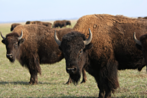 Mexico’s desert ecosystem is healing months after bison reintroduction | The Optimist Daily