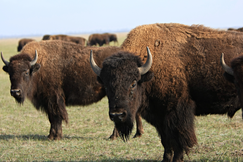 Mexico’s desert ecosystem is healing months after bison reintroduction | The Optimist Daily