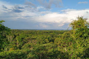 Colombia’s battle against deforestation achieves remarkable results | The Optimist Daily