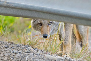Do coyotes thrive in cities more than in the wild?