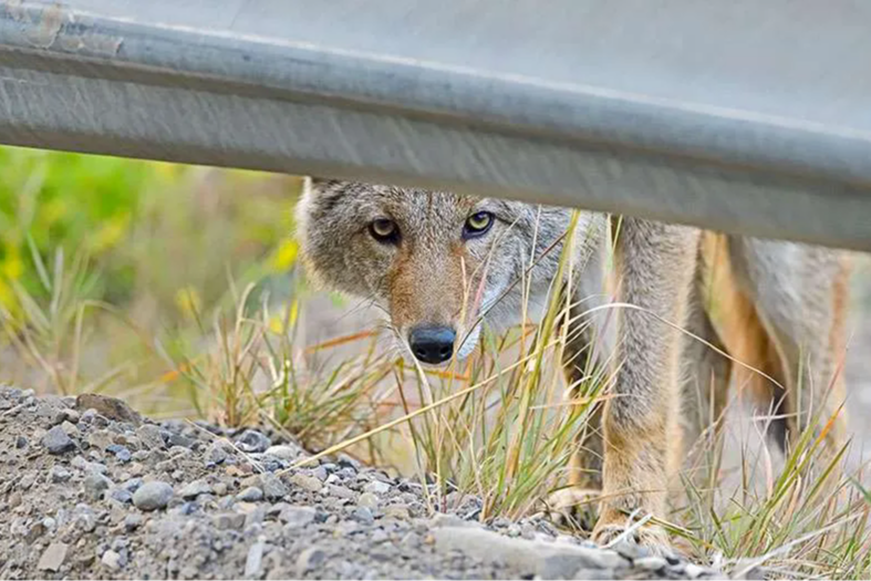 Do coyotes thrive in cities more than in the wild?